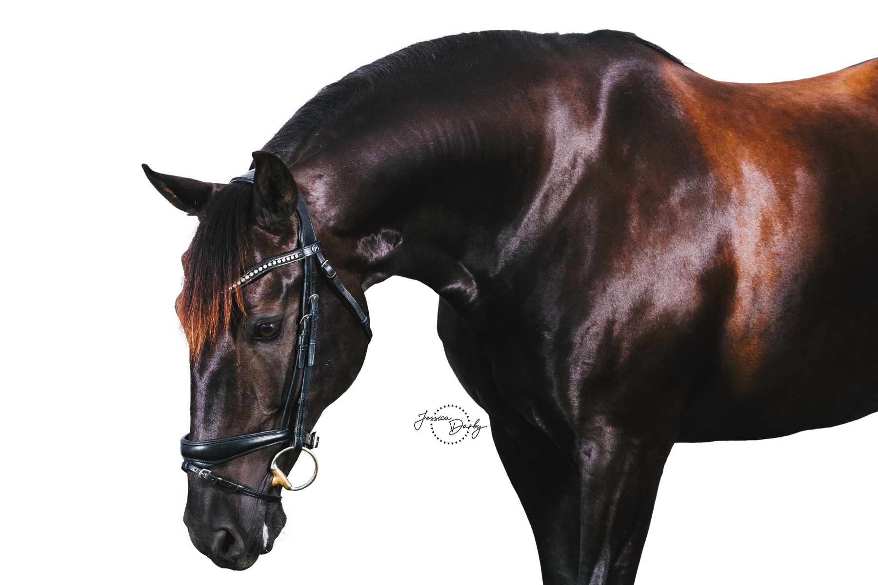 Roxana VHF the Andalusian with her head lowered in a soft curve, photographed on a white background at the IDCTA Summer Kickoff