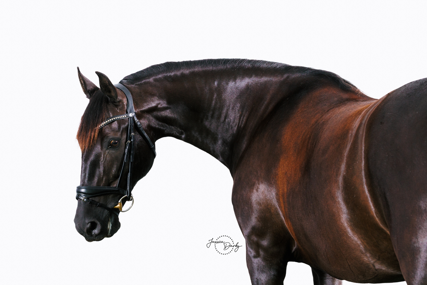 Roxana VHF | Andalusian Fine Art White Background Portraits | IDCTA Summer Kickoff 2024 | Silverwood Farm | Camp Lake, WI