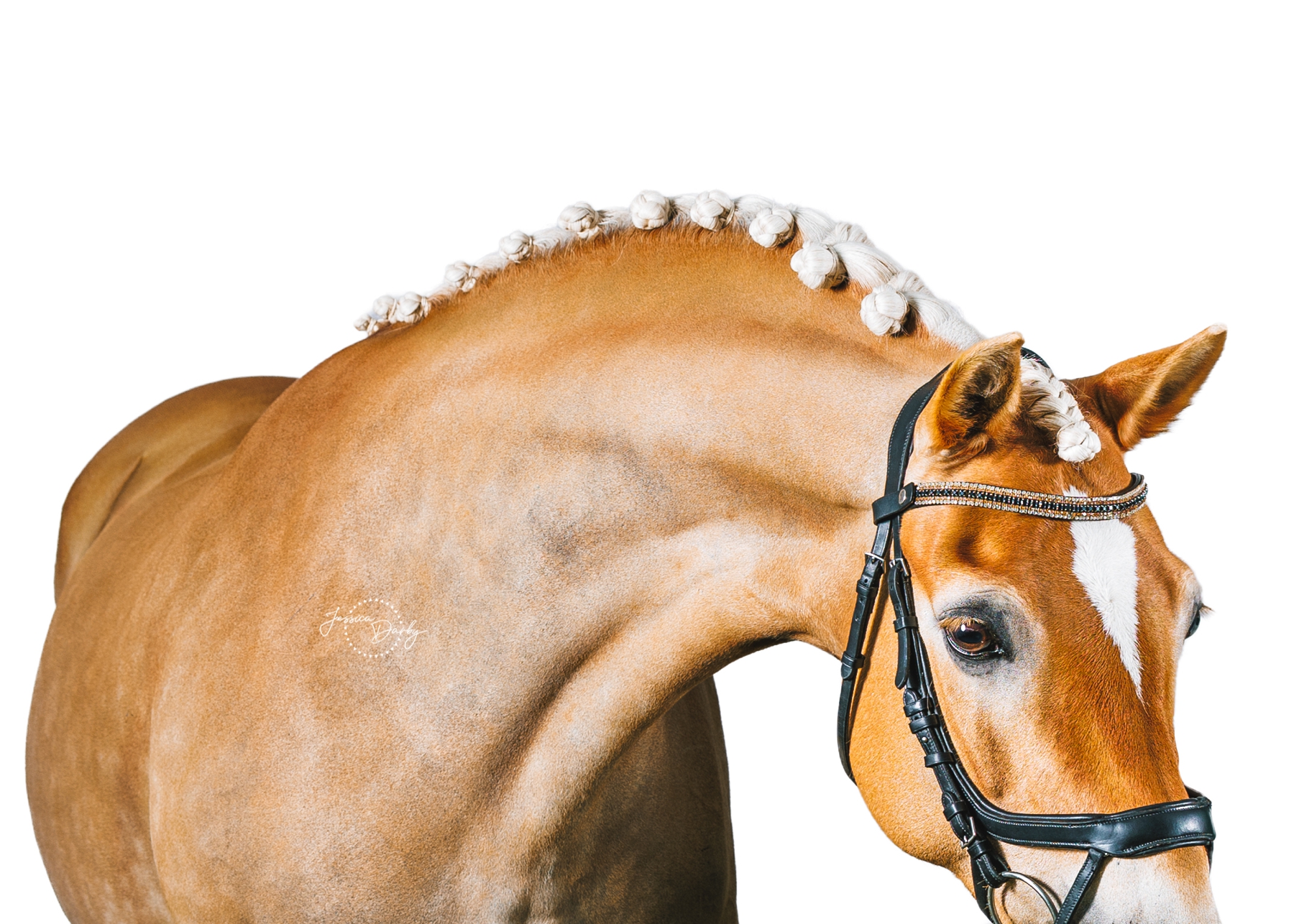 SinolaTOF | Haflinger Fine Art White Background Portraits | IDCTA Summer Kickoff 2025 | Silverwood Farm | Camp Lake, WI