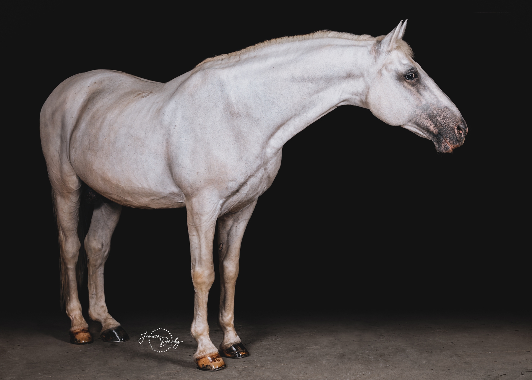 Maestoso Batosta | Lipizzan Stallion Fine Art Barn Day Portraits | Dressage Solutions | Eagle, WI