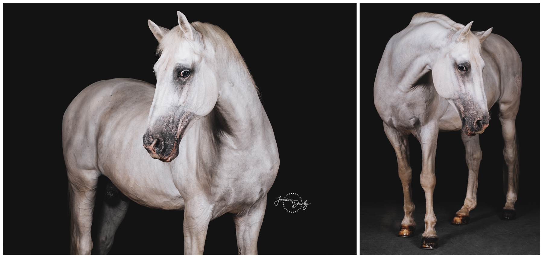 Two black background portraits of Maestoso Batosta, a grey Lipizzan stallion, photographed without tack
